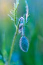 Bud of wild poppy flower Royalty Free Stock Photo