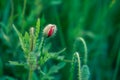 Bud of wild poppy flower Royalty Free Stock Photo