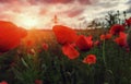 Bud wild poppy flower at sunset Royalty Free Stock Photo