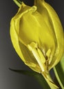 Bud of a wilted yellow tulip, a fade flowers close up dead plant.