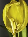 Bud of a wilted yellow tulip, a fade flowers close up dead plant.