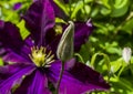 The bud of the wonderful purple giant clematis Royalty Free Stock Photo