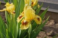 bud of yellow iris flower in the summer garden Royalty Free Stock Photo