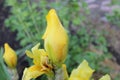 Bud of yellow iris ready to burst out Royalty Free Stock Photo