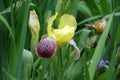 Bud and yellow, purple and white flower of Iris germanica Royalty Free Stock Photo