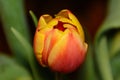 Bud of the yellow red tulip close-up on a green stalk. Nature. Macro Royalty Free Stock Photo