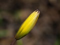 Bud of yellow wild Bieberstein Tulip at springtime Royalty Free Stock Photo