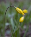 Bud of yellow wild Bieberstein Tulip at springtime Royalty Free Stock Photo