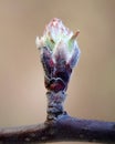 Bud on a young  apple tree in spring on a blur background. Close-up,spring season Royalty Free Stock Photo