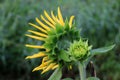 Bud or young sunflower on the tree with blooming flower and green background. Royalty Free Stock Photo