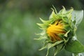 Bud or young sunflower on the tree, sunflowers are cultivated for their edible seeds. Royalty Free Stock Photo