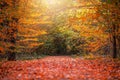 Budapest, Hungary - Autumn forest scenery with footpath of fall leaves and warm sunlight in the woods Royalty Free Stock Photo