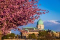 Budapest, Hungary - Beautiful blooming pink japanese cherry trees at Arpad Toth promenade Toth Arpad setany in Castle District Royalty Free Stock Photo