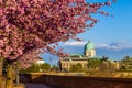Budapest, Hungary - Beautiful blooming pink japanese cherry trees at Arpad Toth promenade Toth Arpad setany in Castle District Royalty Free Stock Photo