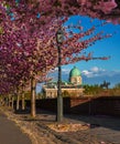Budapest, Hungary - Beautiful blooming pink japanese cherry trees at Arpad Toth promenade Toth Arpad setany in Castle District Royalty Free Stock Photo