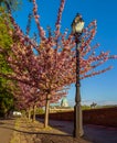 Budapest, Hungary - Beautiful blooming pink japanese cherry trees and lamp post at Arpad Toth promenade in Castle District Royalty Free Stock Photo