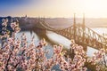 Budapest, Hungary - Beautiful Cherry Blossom and Liberty Bridge on a sunny morning Royalty Free Stock Photo