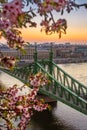 Budapest, Hungary - Beautiful and empty Liberty Bridge over River Danube at sunrise with cherry blossom Royalty Free Stock Photo