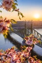 Budapest, Hungary - Beautiful and empty Liberty Bridge over River Danube at sunrise with cherry blossom Royalty Free Stock Photo