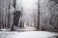 Budapest, Hungary - Beautiful foggy winter scene at the forest of Normafa with snowy trees and footpath on the top of Svabhegy Royalty Free Stock Photo