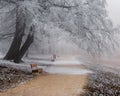 Budapest, Hungary - Beautiful foggy winter scene at Normafa with bench, snowy trees and footpath on the top of Svabhegy Royalty Free Stock Photo