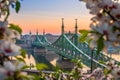 Budapest, Hungary - Beautiful Liberty Bridge at sunrise with cherry blossom around Royalty Free Stock Photo