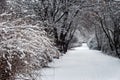 Budapest, Hungary - Beautiful snowy bush in the winter forest near Budapest with out of focus footpath fully covered with snow Royalty Free Stock Photo