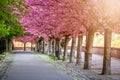 Budapest, Hungary - Blooming pink japanese cherry trees at the empty Arpad Toth Promenade Toth Arpad Setany at Castle District Royalty Free Stock Photo