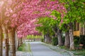 Budapest, Hungary - Blooming pink japanese cherry trees at the empty Arpad Toth Promenade Toth Arpad Setany at Castle District Royalty Free Stock Photo