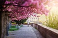 Budapest, Hungary - Blooming pink japanese cherry trees at the empty Arpad Toth Promenade Toth Arpad Setany at Buda Castle