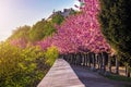 Budapest, Hungary - Blooming pink japanese cherry trees at the empty Arpad Toth Promenade Toth Arpad Setany at Castle District Royalty Free Stock Photo