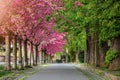 Budapest, Hungary - Blooming pink japanese cherry trees and green chestnut trees at the empty Arpad Toth Promenade Royalty Free Stock Photo