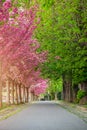 Budapest, Hungary - Blooming pink japanese cherry trees and green chestnut trees at the empty Arpad Toth Promenade Royalty Free Stock Photo
