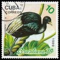 Stamp printed in the Cuba, shows white-winged trumpeter