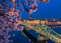 Budapest, Hungary - Illuminated Liberty Bridge over River Danube at dusk with cherry blossom tree at foreground Royalty Free Stock Photo