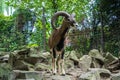 BUDAPEST, HUNGARY - JULY 26, 2016: Argali, a mountain goat with big horns at Budapest Zoo and Botanical Garden