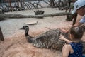 BUDAPEST, HUNGARY - JULY 26, 2016: Children touching ostrich at Budapest Zoo and Botanical Garden