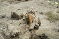 BUDAPEST, HUNGARY - JULY 26, 2016: Prairie dogs at Budapest Zoo and Botanical Garden Royalty Free Stock Photo