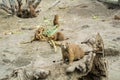 BUDAPEST, HUNGARY - JULY 26, 2016: Prairie dogs at Budapest Zoo and Botanical Garden Royalty Free Stock Photo