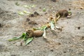 BUDAPEST, HUNGARY - JULY 26, 2016: Prairie dogs eating plants at Budapest Zoo and Botanical Garden Royalty Free Stock Photo