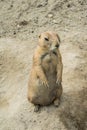 BUDAPEST, HUNGARY - JULY 26, 2016: Standing prairie dog at Budapest Zoo and Botanical Garden Royalty Free Stock Photo