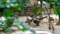 BUDAPEST, HUNGARY - JULY 5, 2018: in the zoo, animals walk together, such as ostriches, large sea swine Capibara