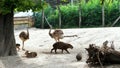 BUDAPEST, HUNGARY - JULY 5, 2018: in the zoo, animals walk together, such as ostriches, large sea swine Capibara