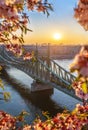 Budapest, Hungary - Spring has arrived at the beautiful Liberty Bridge with traditional yellow tram at sunrise Royalty Free Stock Photo