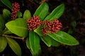 budded inflorescences of a skimmia japonica Royalty Free Stock Photo