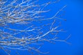 Budded maple on a blue sky background. Budded tree on a blue sky background Royalty Free Stock Photo