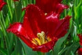 Budded red tulip with fringe Royalty Free Stock Photo