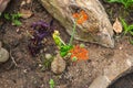 Buddha Belly/ Bottleplant Shrub/ Gout/ Guatemala Rhubarb/ Jatropha Podagrica Plant