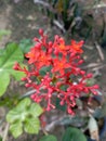 The buddha belly flower is the perfect flower with a flat malai inflorescence, the crown color of the flower is red and orange.