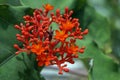 Buddha belly plant flowers, Jatropha podagrica, Rio